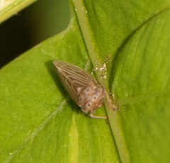 Agallia quadripunctata