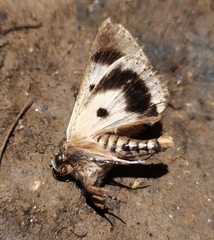 Eudesmeola lawsoni