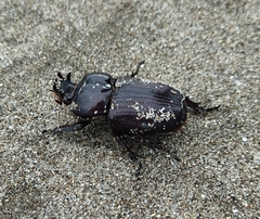 Phileurini
