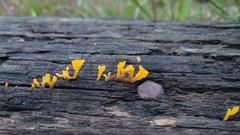 Dacrymyces