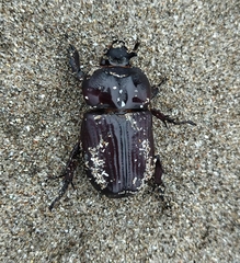 Phileurini