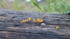 Dacrymyces