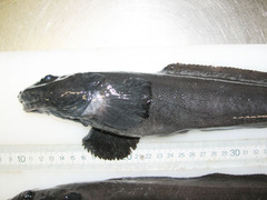Atlantic Eelpout photo 2