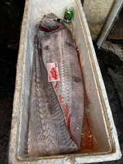Trachipterus ishikawae