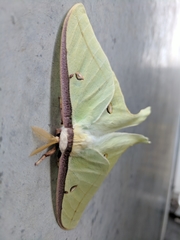 Actias luna