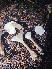 Ampulloclitocybe clavipes