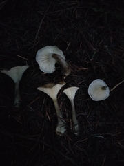Ampulloclitocybe clavipes