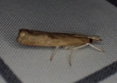 Parapediasia teterrellus