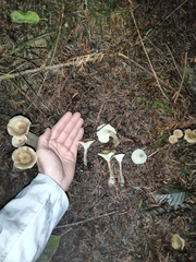 Ampulloclitocybe clavipes