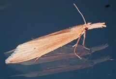 Donacaula