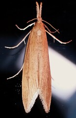 Donacaula