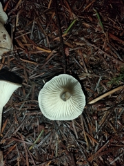 Ampulloclitocybe clavipes
