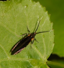 Mathildana newmanella