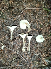 Ampulloclitocybe clavipes