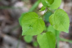 Harmandiola
