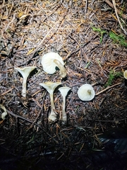 Ampulloclitocybe clavipes