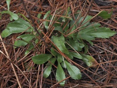 Sericocarpus