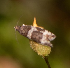 Olethreutes fasciatana