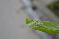 Theridion frizzellorum