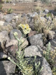 Helichrysum luteoalbum