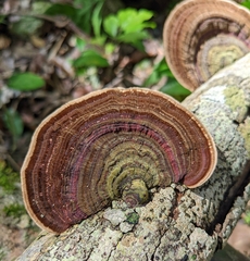 Trametes villosa