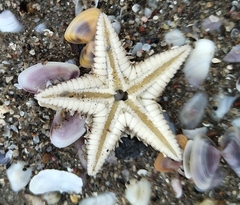 Astropecten