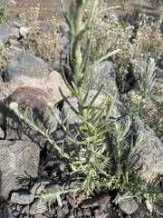 Helichrysum luteoalbum