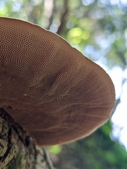 Trametes villosa
