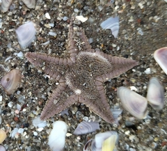 Astropecten