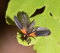 Caenia dimidiata