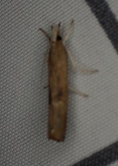 Parapediasia teterrellus