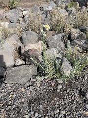 Helichrysum luteoalbum
