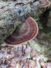 Trametes villosa