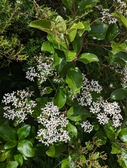 Olearia furfuracea