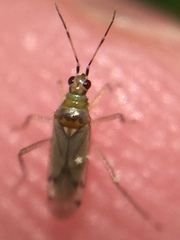 Dicyphus