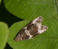 Olethreutes fasciatana