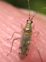 Dicyphus