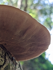 Trametes villosa