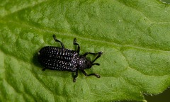 Microrhopala excavata