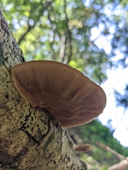 Trametes villosa
