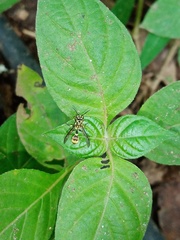 Ropalidia flavobrunnea