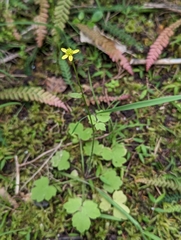 Ranunculus reflexus