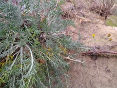 Hymenopappus filifolius