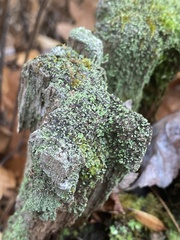 Cladonia peziziformis