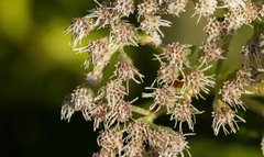 Eupatorium perfoliatum