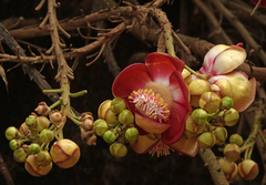 Couroupita guianensis