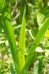 Cerodontha thompsoni