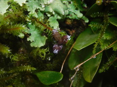 Stelis ornata