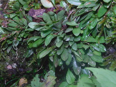 Stelis ornata