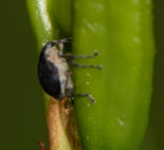 Mononychus vulpeculus